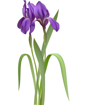 a spring iris
